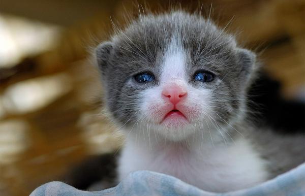 Hóa ra dễ thương chính là ‘vũ khí sinh tồn’ của động vật nhằm đối phó với con người