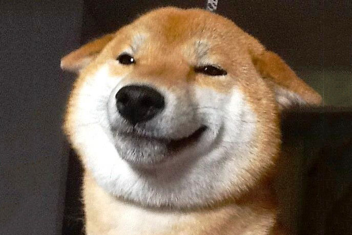 19 ảnh động vật cười dễ thương khiến bạn bất giác mỉm cười theo