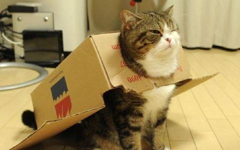 Vì sao lũ mèo lại có niềm ‘đam mê’ đặc biệt với các loại thùng giấy?