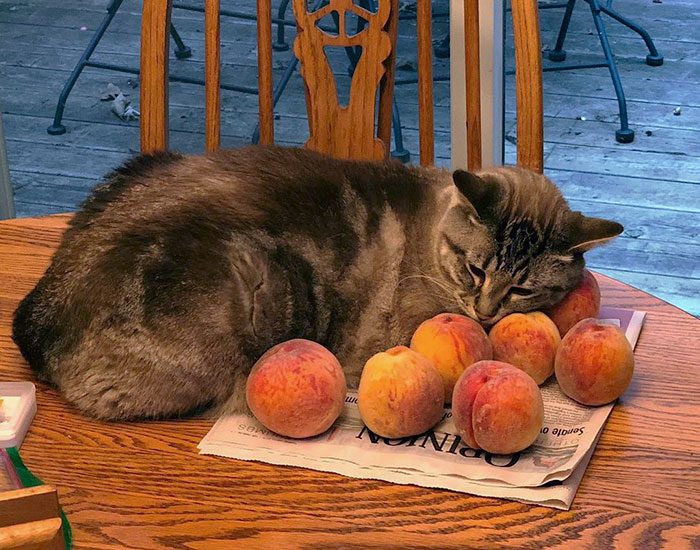 Mèo nhà người ta thích cá thích chim, còn chú mèo này lại mê mẩn… những quả đào