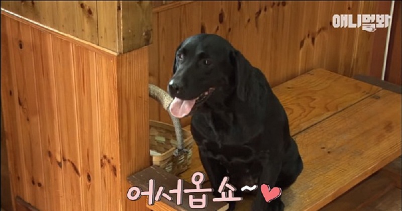 Hàn Quốc: Cô chó nổi tiếng MXH với 7 năm kinh nghiệm làm phục vụ bàn