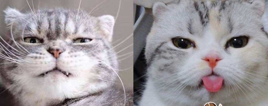 Tin nổi không? Loài mèo phát minh ra ngôn ngữ ‘meo meo’ chỉ để giao tiếp và… ra lệnh cho chúng ta!