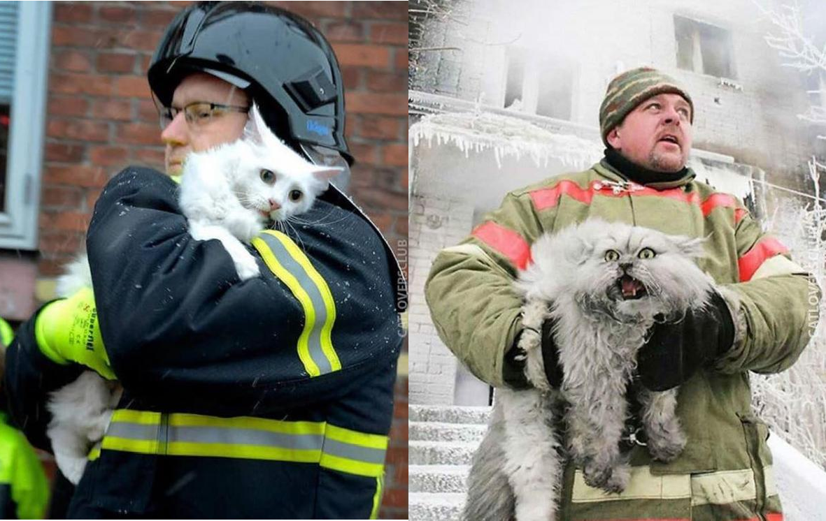 Phản ứng của các 'hoàng thượng' sau khi được 'cứu giá' vừa dễ thương vừa dễ ghét