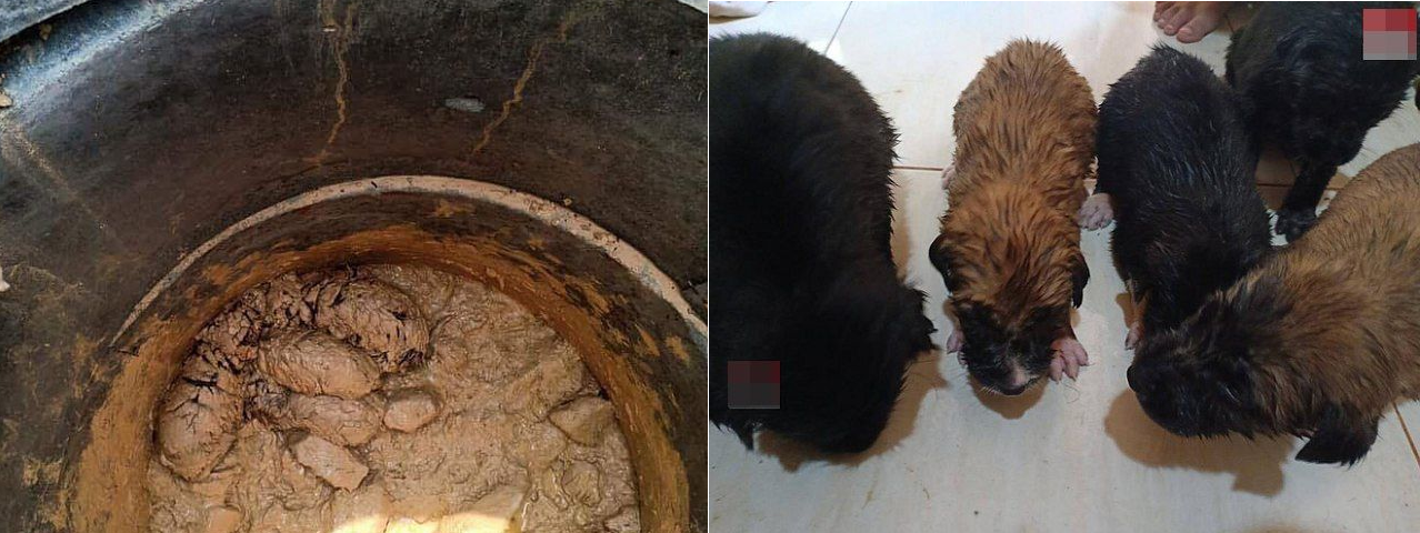 Cuộc giải cứu gây 'sốt' nhất MXH hôm nay: 5 chú cún con thoát chết gang tấc từ đáy giếng bùn