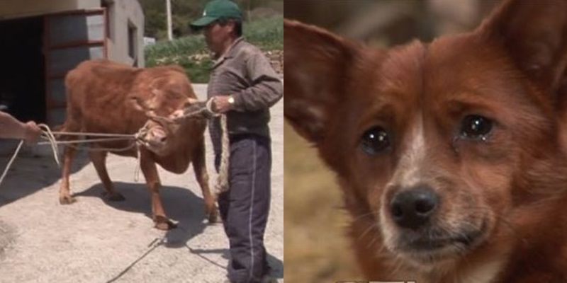 Cảm động tình mẫu tử giữa cô bò và chú cún nhỏ: Chó con nước mắt lưng tròng khi mẹ bò bị bán