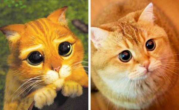 Thán phục trước khả năng cosplay 'thần sầu' của động vật