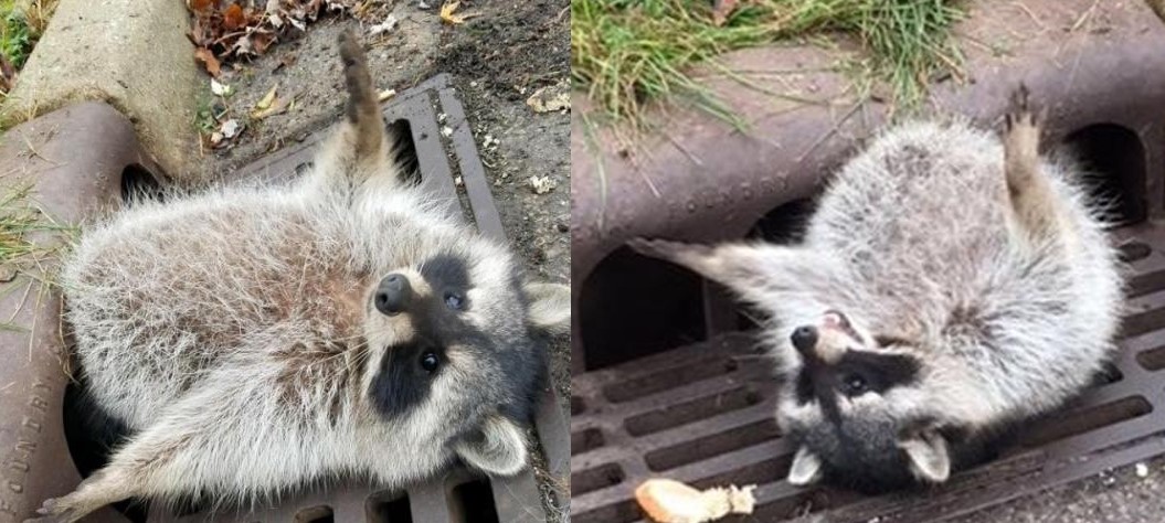 Mập ú quá đà, chú gấu mèo bị mắc kẹt trong nắp cống và phải đợi cảnh sát tới giúp đỡ