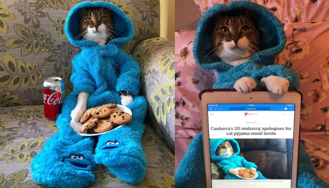 Đại sứ quán Mỹ xin lỗi vì sự cố gửi nhầm email mời dự tiệc đính kèm ảnh chú mèo mặc pyjama
