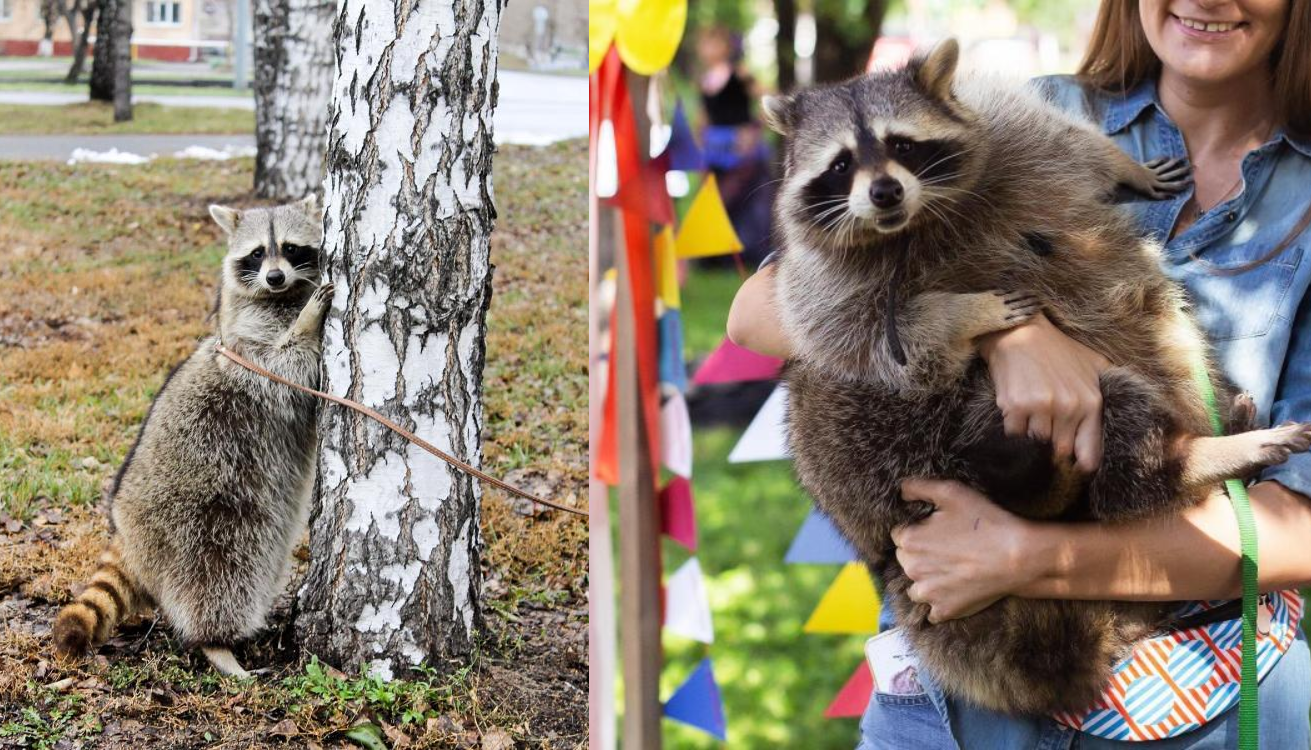 Chú gấu mèo mập ú ở Nga bất ngờ trở thành 'ngôi sao' trên Instagram