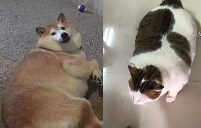 Nhờ bà ngoại trông giúp thú cưng, nào ngờ 2 tháng sau nó thành ra như vậy