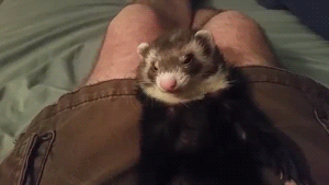 ferret yawning