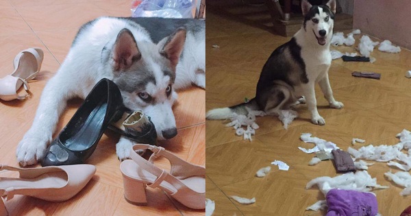 Cơn ác mộng mang tên nuôi boss ngáo: Hứng lên là phá tan tành nhà cửa không cần biết đúng sai