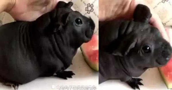 Thanh niên mua chó con về nuôi trông nhà, nuôi mãi không thấy lớn mới biết là nuôi nhầm con chuột