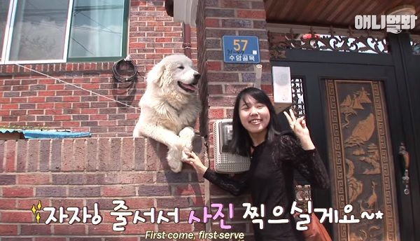 Chú chó 'ngôi sao' lúc nào cũng chồm lên bờ tường giao lưu fan, nhưng sự thật phía sau mới xúc động