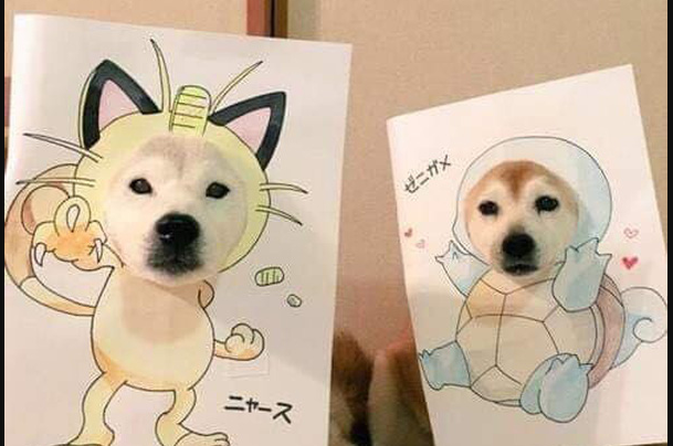 Cười sái quai hàm với chùm ảnh khi bạn là chó nhưng sen lại đam mê Pokemon