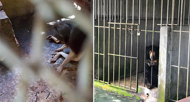 Ám ảnh cảnh động vật bị cầm tù, sống vật vờ tại công viên giải trí Củ Chi