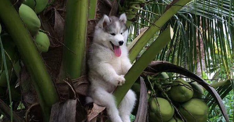Loạt ảnh cho thấy Husky mới là giống chó kỳ lạ nhất trên đời
