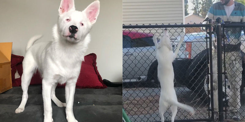 Xúc động khoảnh khắc cô chó bị mù và điếc rối rít mừng rỡ dù chủ vẫn chưa về đến nhà