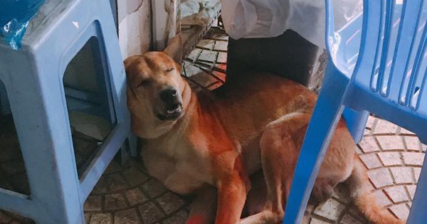 Chạy thoát khỏi cẩu tặc chích điện, chú chó được những bác bảo vệ cưu mang, cho đi "tuần tra" mỗi đêm