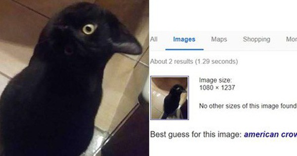 Bức ảnh con quạ đen gây hoang mang MXH, đến cả Google cũng dính cú lừa
