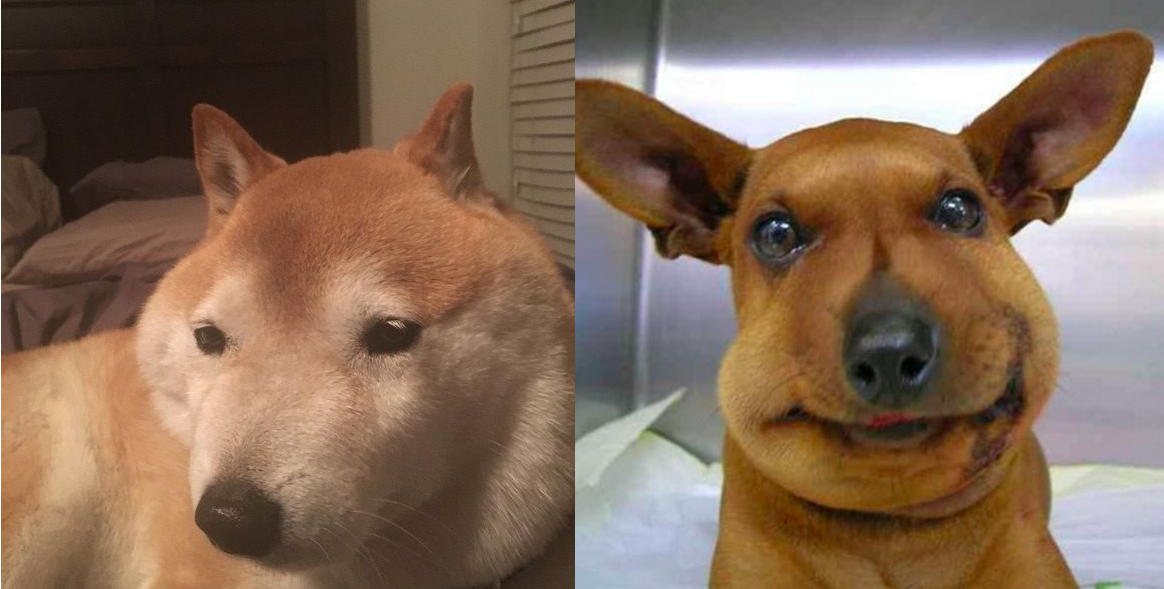 Tổng hợp những khoảnh khắc ‘cười ra nước mắt’ khi chứng kiến cảnh Boss bị… ong đốt