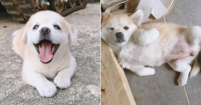 Ngôi sao mới MXH Hàn Quốc: Từ chú cún bị bỏ rơi trở thành boss quốc dân, được lên cả đài SBS mới oách