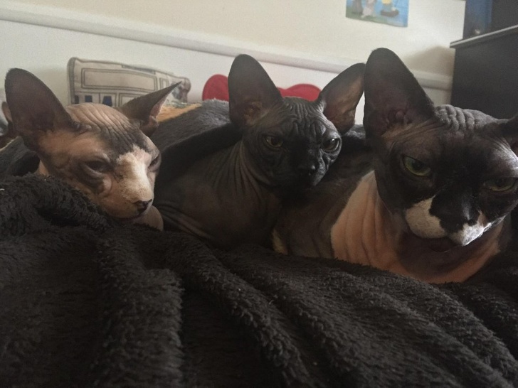 Mèo Nhân Sư - Bề ngoài dữ dằn nhưng lại là những 'quàng thượng' đáng yêu nhất quả đất