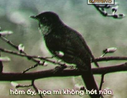 Tổng hợp Meme Họa Mi Không hót nữa đang rất hot trên cộng đồng mạng Facebook