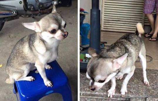 Bạn không nhìn lầm đâu, đây đích thực là con boss với gương mặt Chihuahua và thân hình Husky