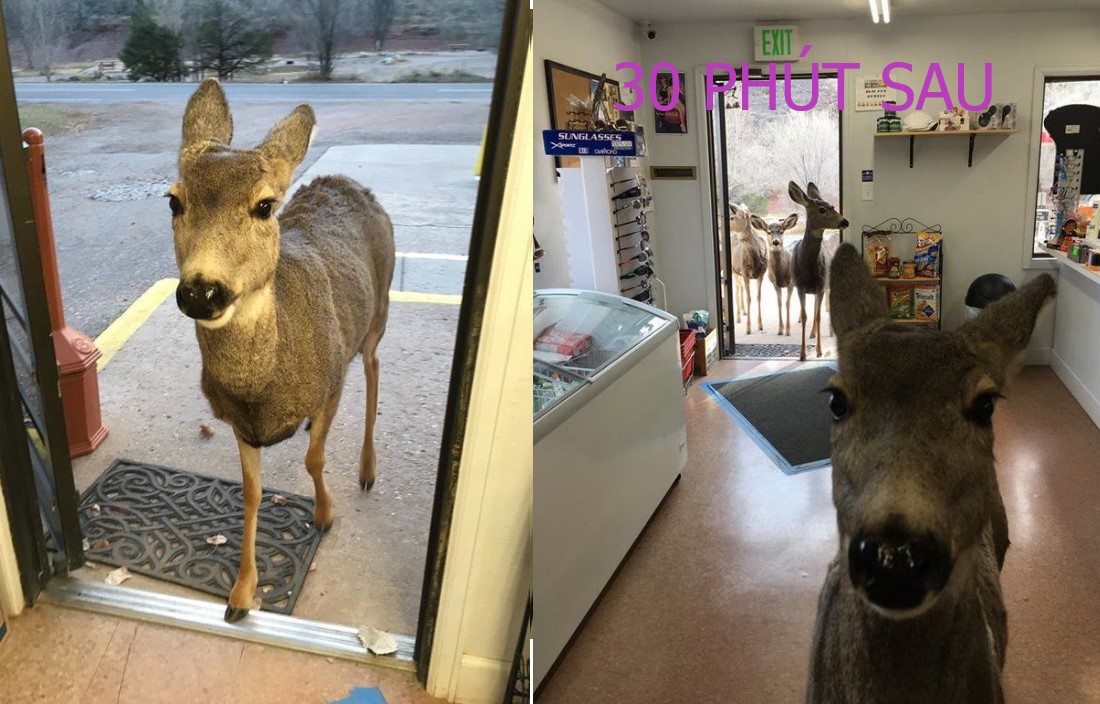 Cô nai được cho 1 thanh kẹo, lát sau 'mặt dày' dẫn cả nhà đến xin thêm khiến CĐM sặc cười