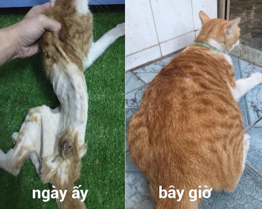 Quá trình của bé mèo hồi sinh không thể tin vào mắt mình…Sau nhớ phải báo đáp Sen nhé Boss