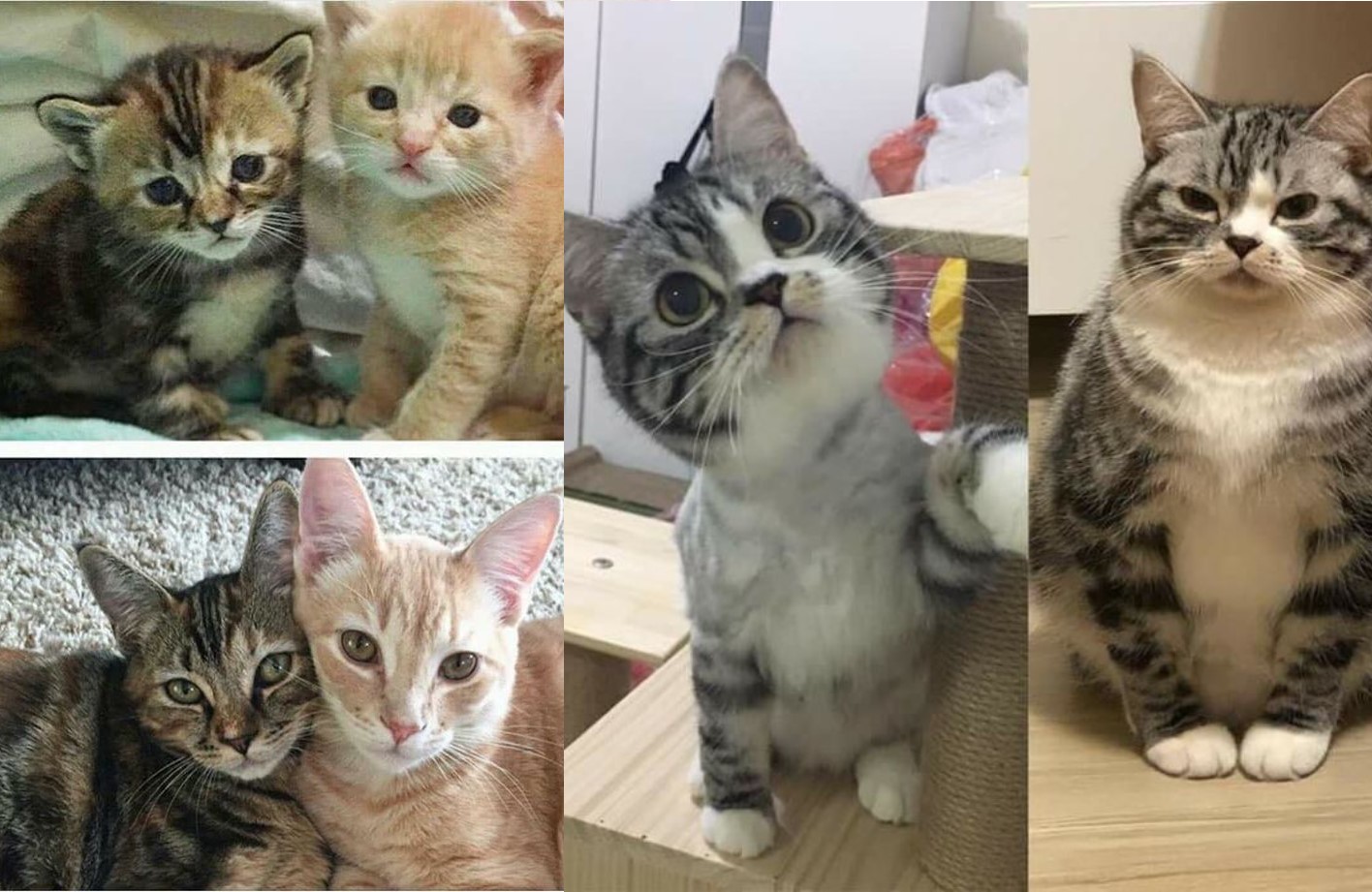 Loạt ảnh về 'hoàng thượng' chứng minh: Ai rồi cũng khác