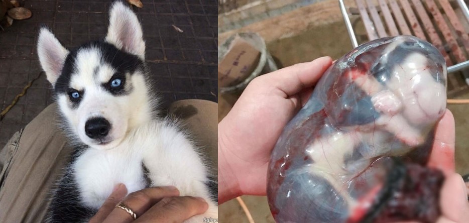 Khoảnh khắc hiếm thấy 'boss' ngáo nằm gọn trong bọc điều gây sốt CĐM