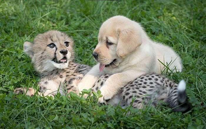 Chú báo nhỏ bị viêm phổi làm nên điều kỳ diệu khi được cho gặp người bạn này