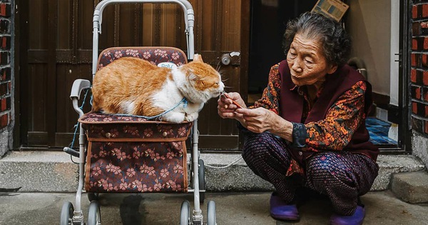 Bộ ảnh đầy cảm xúc của cụ bà Hàn Quốc: Tuổi già chẳng cần gì, chỉ cần một chú mèo béo bầu bạn thôi