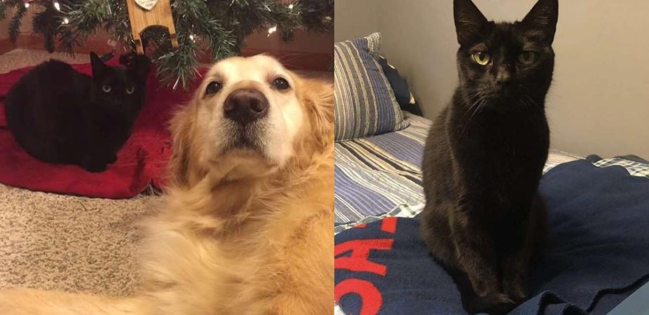 Chú mèo vui mừng khi tìm thấy mùi hương của người bạn đã qua đời