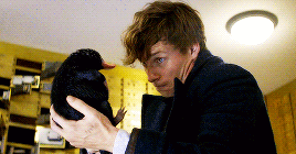 20 sinh vật huyền bí khó tìm nhất từng xuất hiện trong Fantastic Beasts And Where To Find Them P1  7