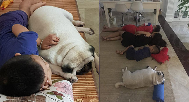 Chăm “boss” 2 năm ròng, “sen” ngã ngửa khi một ngày thấy mình nuôi nhầm con… lợn