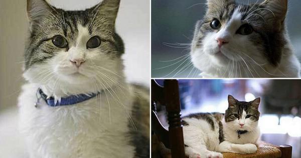 Oscar - Chú mèo có khả năng tiên đoán cái chết