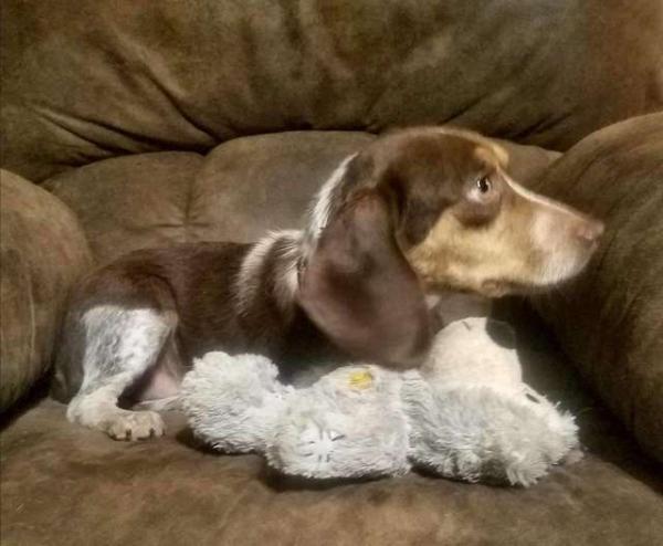 Chú chó 14 tháng tuổi suýt bị bắn chết vì không muốn đi săn