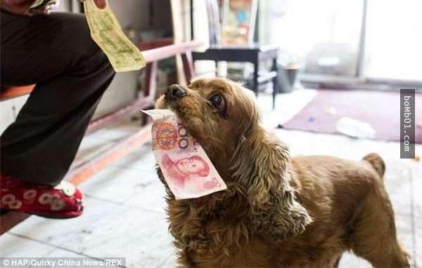 Lại thêm 1 chú chó siêu thông minh, biết phân biệt tiền và giấy