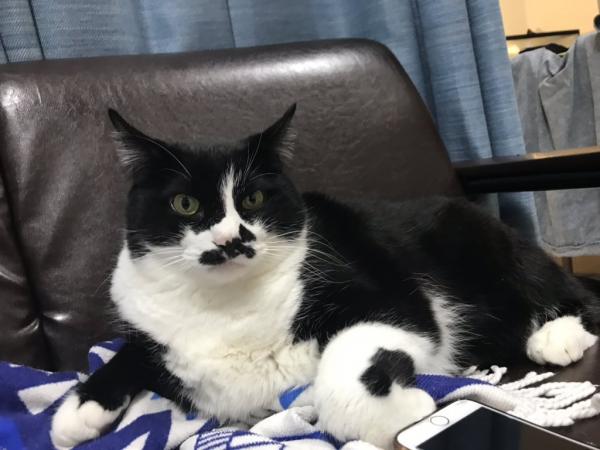 Chú mèo nói ngôn ngữ ngoài hành tinh khiến loài người hoảng loạn