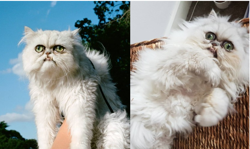 Chú mèo đốn tim triệu người bởi vẻ ngoài "xấu lạ"