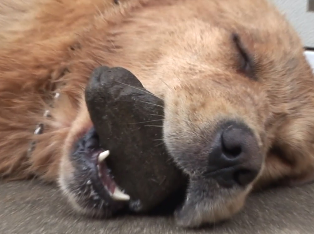 Chú cún kỳ lạ lúc nào cũng ngậm viên đá khiến cho người chủ lo lắng, lý do đằng sau đó lại vô cùng quen thuộc đối với loài chó