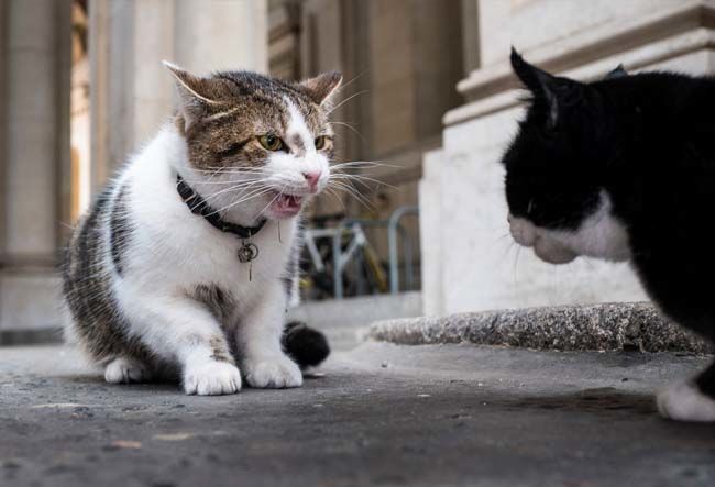 Hoàng thượng mèo “lầy lội” ở lì trong dinh thủ tướng Anh bất chấp ai lên nắm quyền