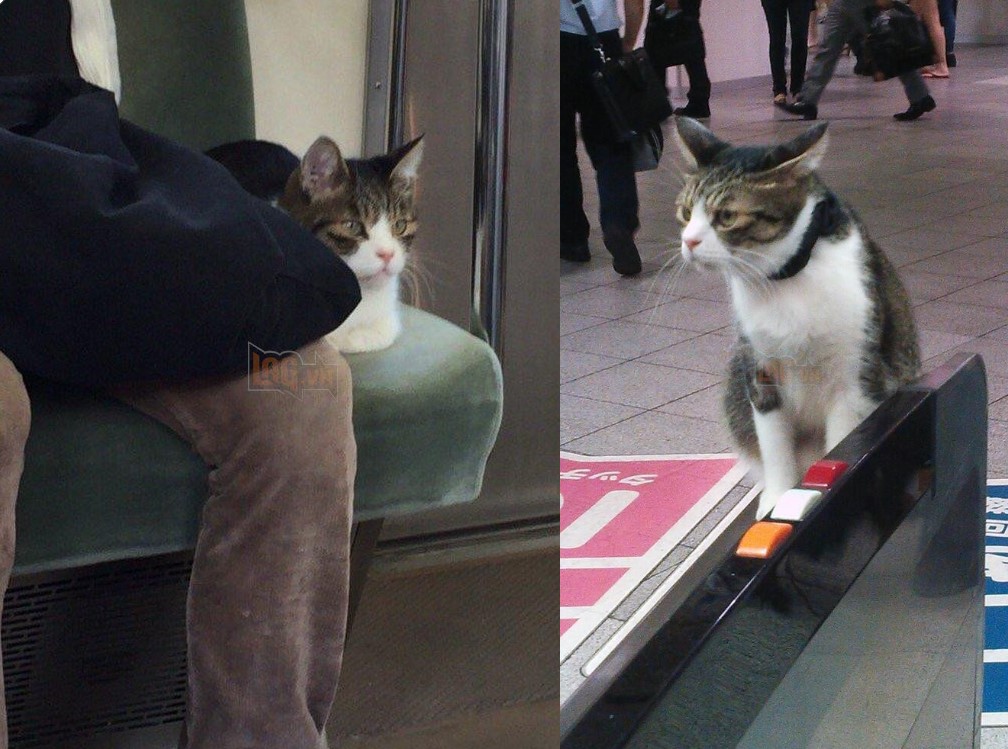 Kỳ lạ chú mèo đi tàu điện ngầm suốt 5 năm trời khiến cộng đồng mạng phát sốt