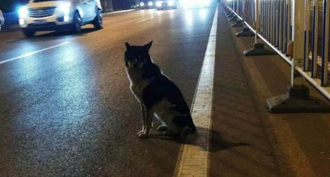 Cảm động câu chuyện chú chó trung thành ngồi đợi suốt 80 ngày tại nơi cô chủ thiệt mạng