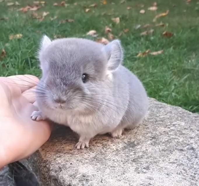 Cận cảnh chú "Totoro tí hon" ngoài đời thực siêu đáng yêu khiến cộng đồng mạng phát cuồng 