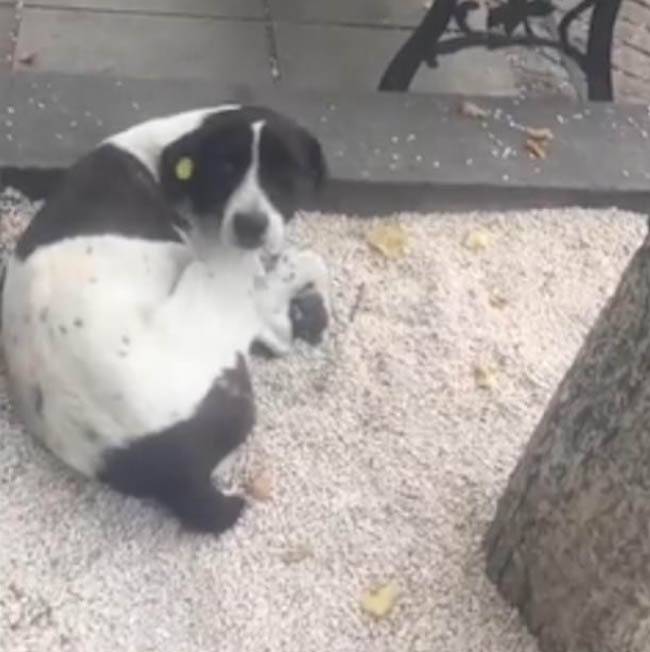 Khoảnh khắc cảm động khi ông lão tìm được chú chó sau 3 năm thất lạc khiến người xem nghẹn ngào