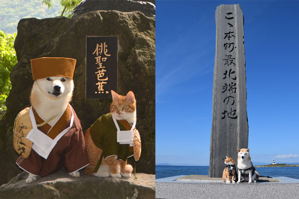 Đôi vợ chồng chó mèo 'đưa nhau đi trốn' vòng quanh Nhật Bản siêu đáng yêu